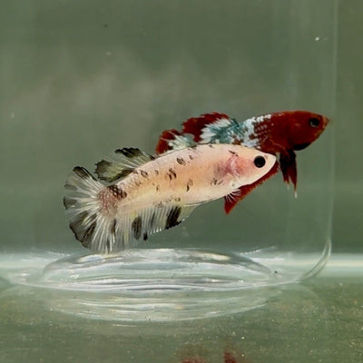 Plakat White Dot Metallic Female Betta D34