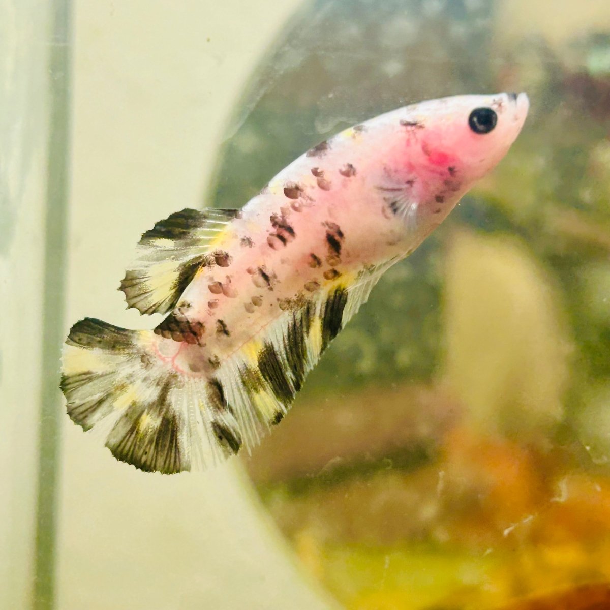 Plakat White Dot Metallic Female Betta D34