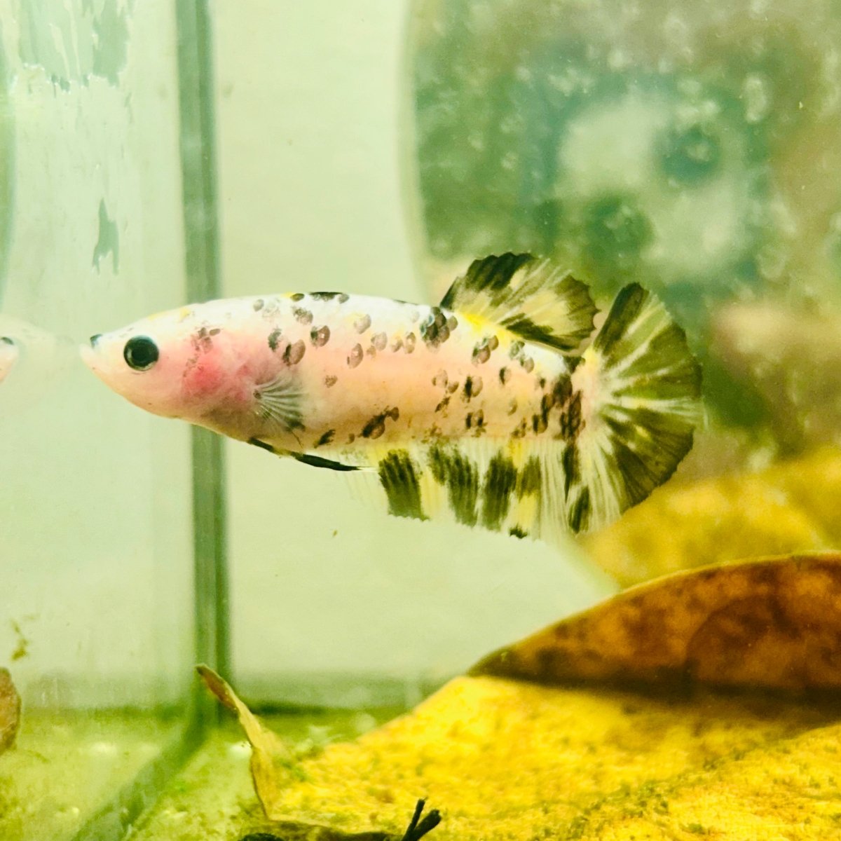 Plakat White Dot Metallic Female Betta #D34 - JustFishyThing