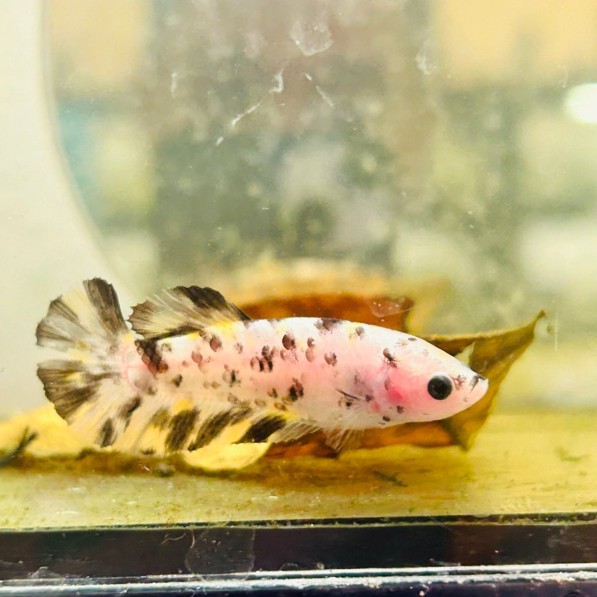 Plakat White Dot Metallic Female Betta D34