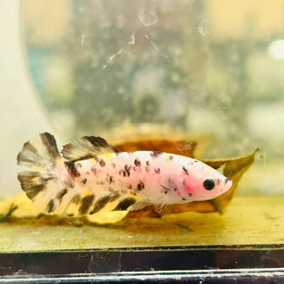 Plakat White Dot Metallic Female Betta D34