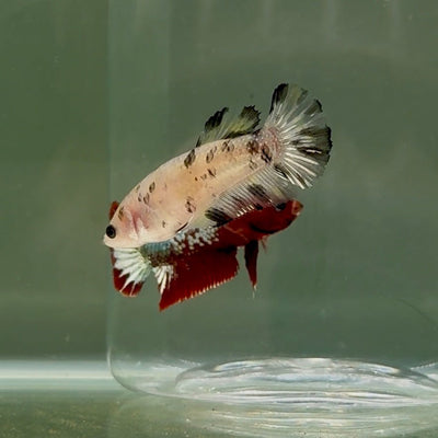 Plakat White Dot Metallic Female Betta D34