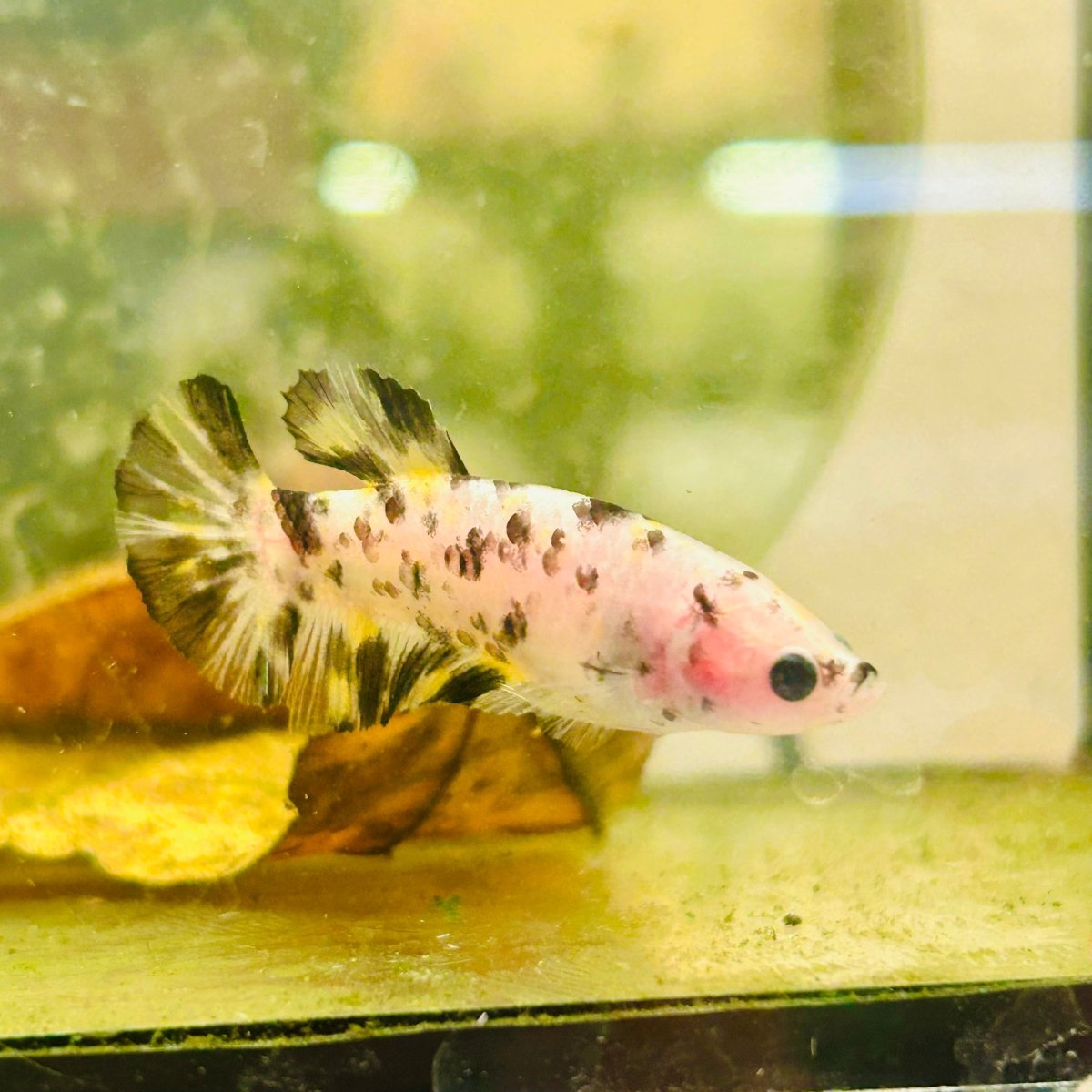 Plakat White Dot Metallic Female Betta D34