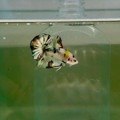 Plakat White Dot Metallic Male Betta D36