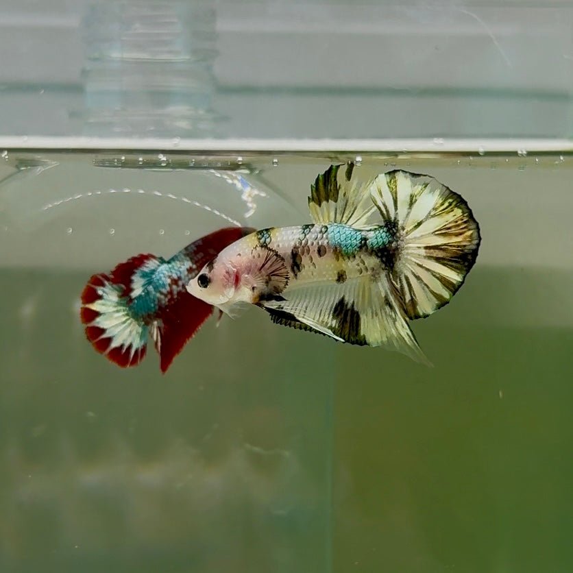 Plakat White Dot Metallic Male Betta D36