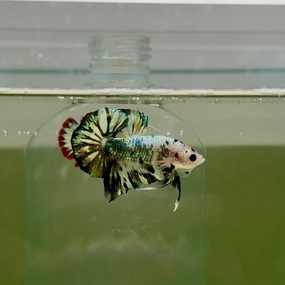 Plakat White Dot Metallic Male Betta D37