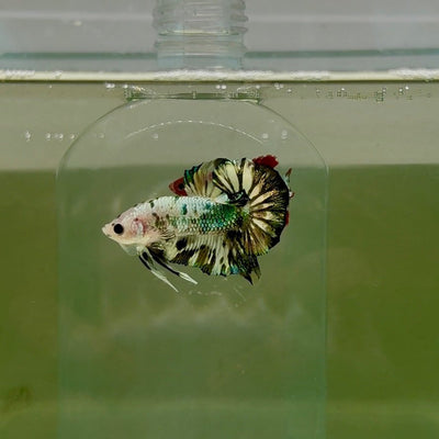 Plakat White Dot Metallic Male Betta D37