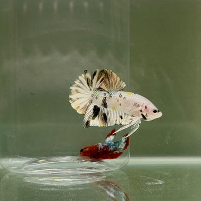 Plakat White Dot Metallic Male Betta D39