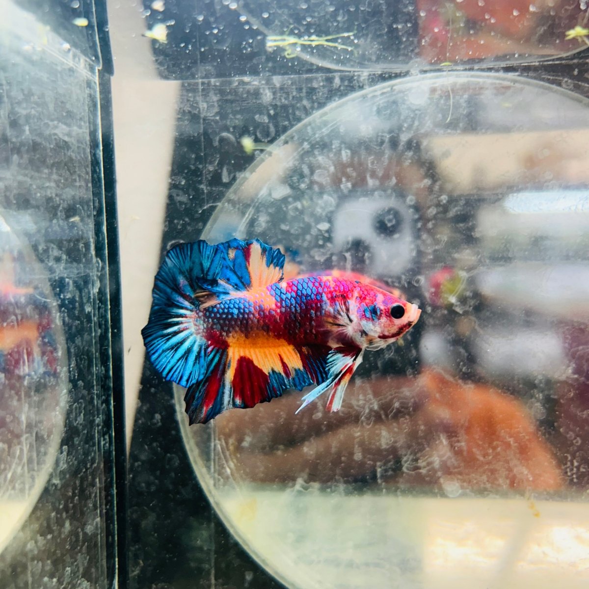 Plakat White Dot Metallic Male Betta S64