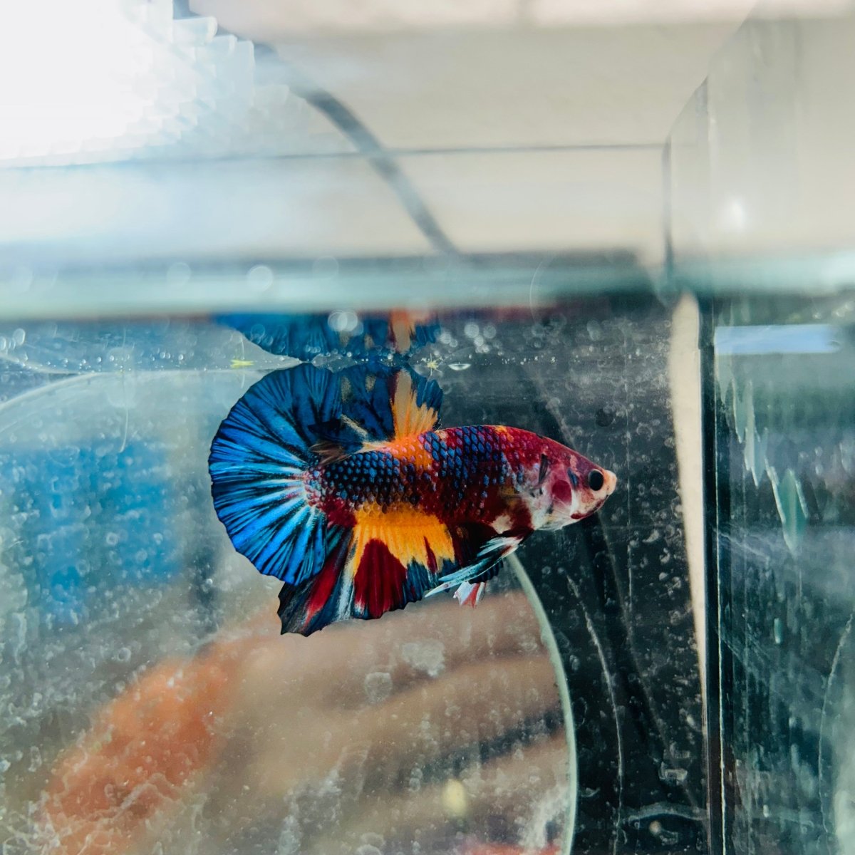Plakat White Dot Metallic Male Betta S64