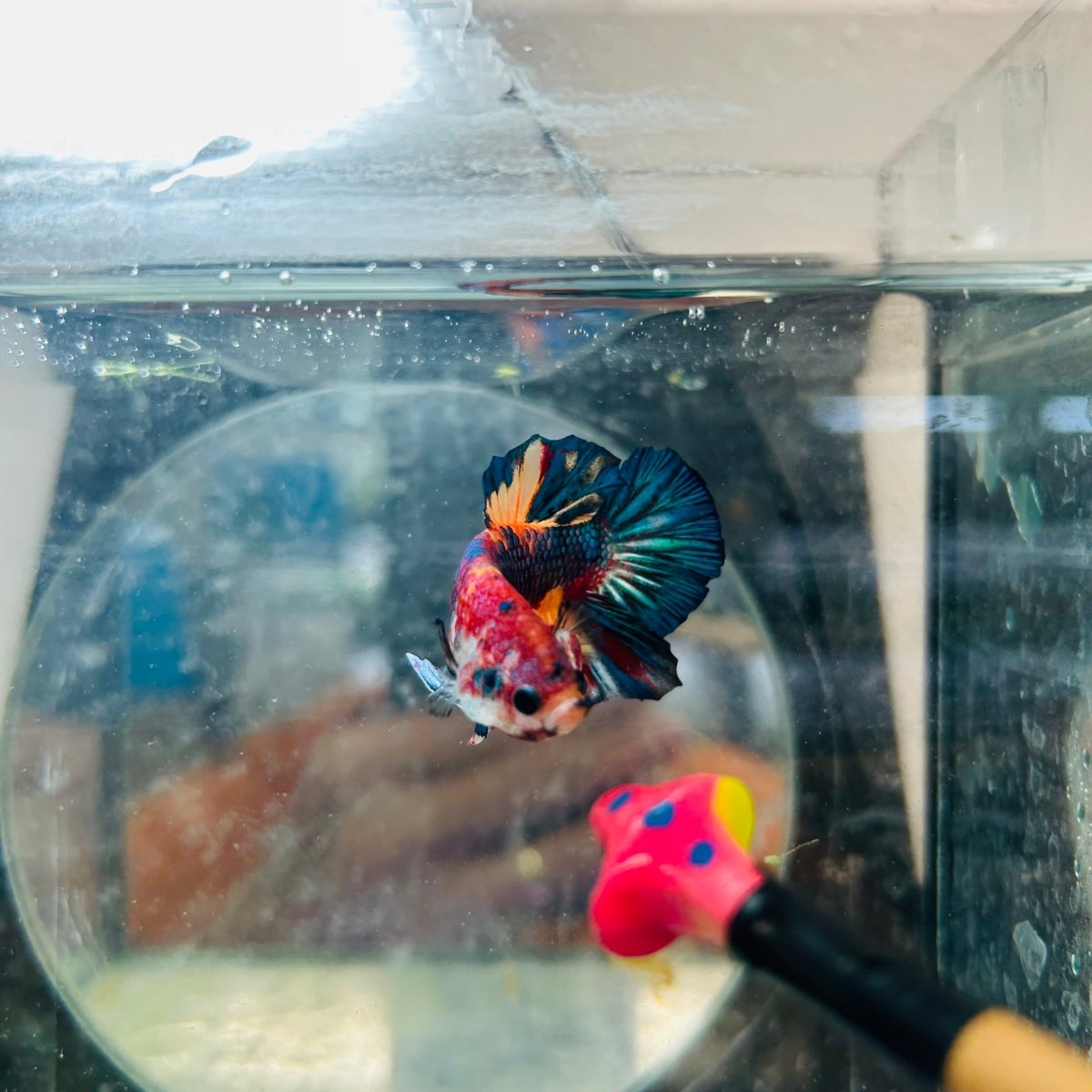 Plakat White Dot Metallic Male Betta S64