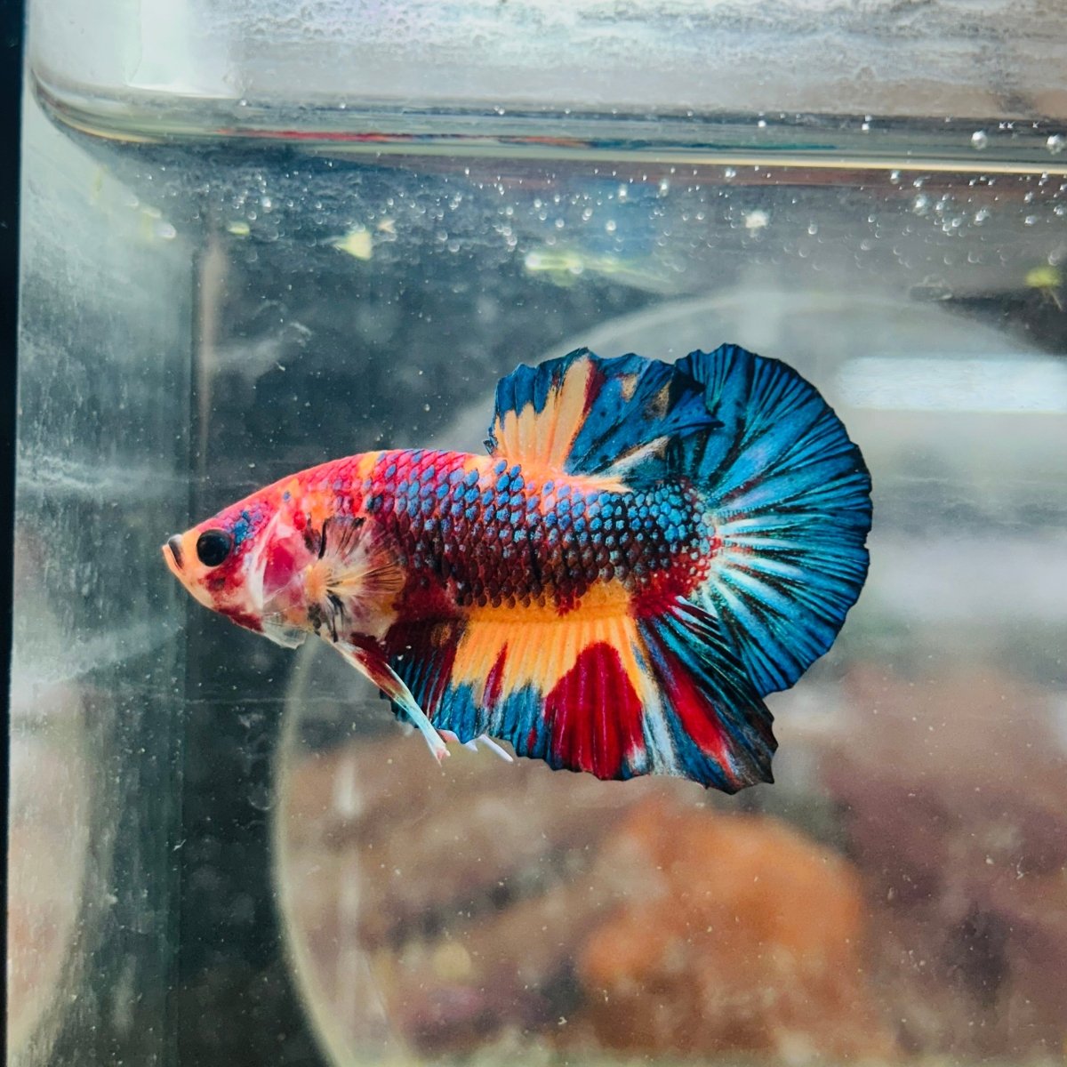 Plakat White Dot Metallic Male Betta S64