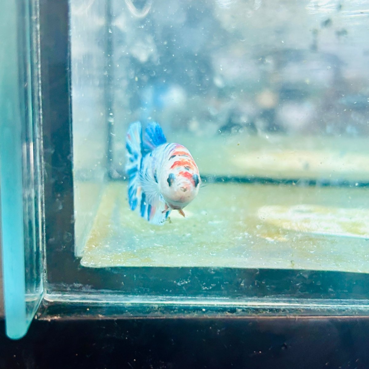 Plakat White Koi Candy Female Betta 054 Female betta