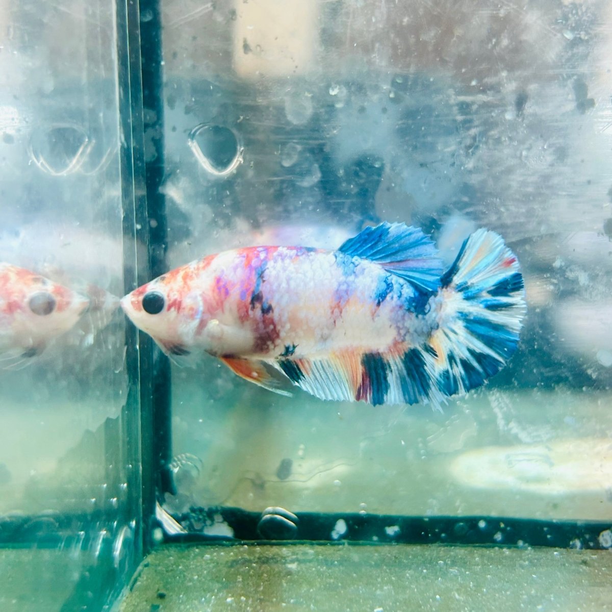 Plakat White Koi Candy Female Betta 054 Female betta