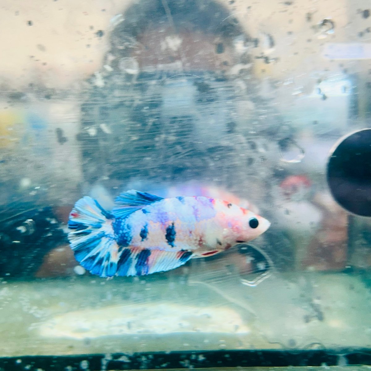 Plakat White Koi Candy Female Betta 054 Female betta