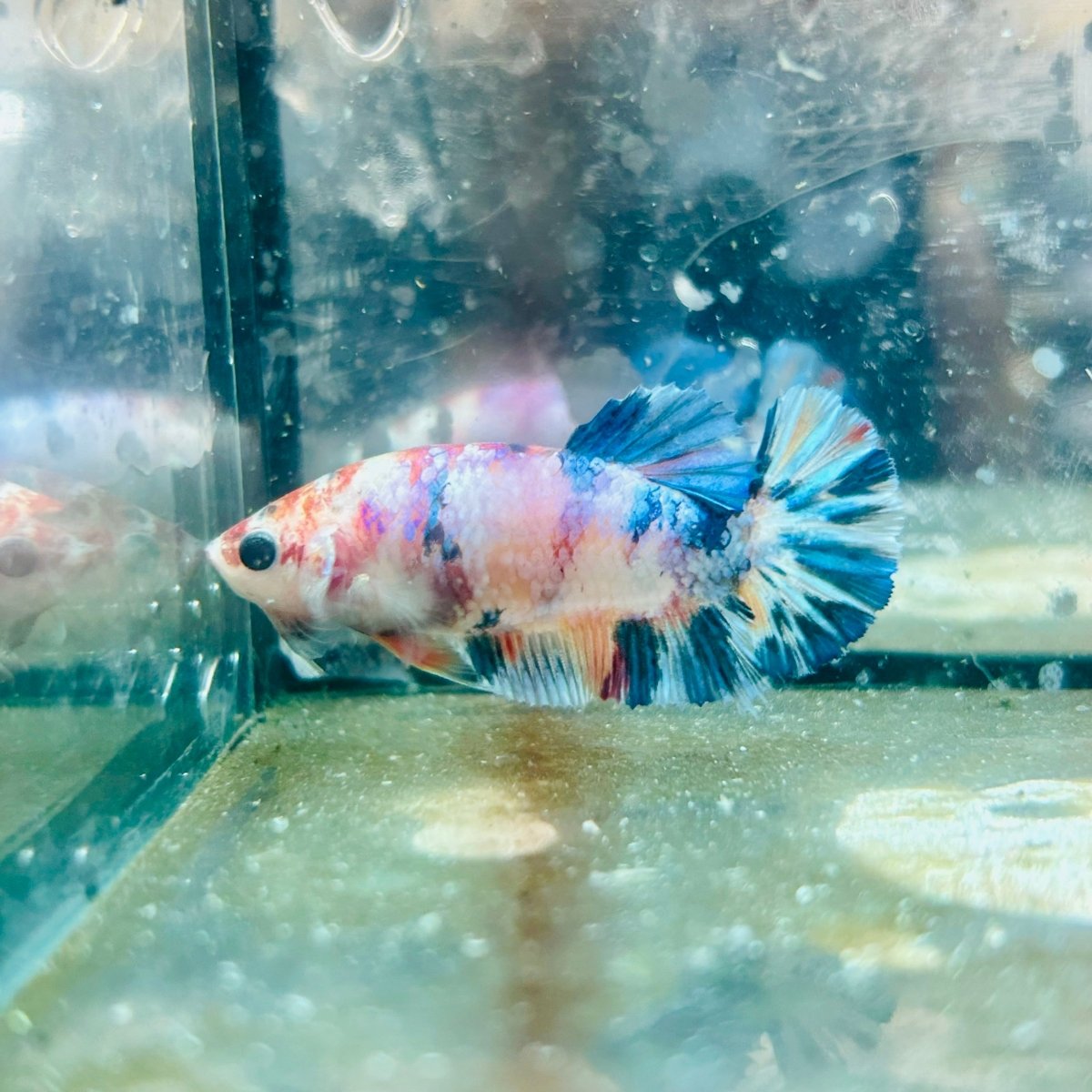 Plakat White Koi Candy Female Betta 054 Female betta