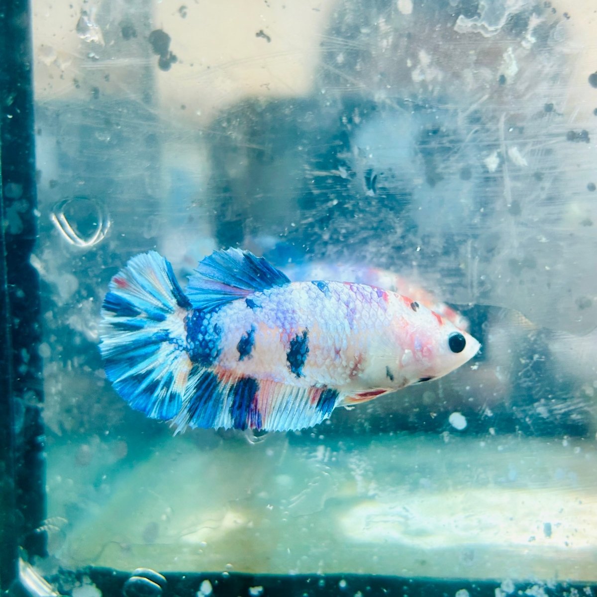 Plakat White Koi Candy Female Betta 054 Female betta
