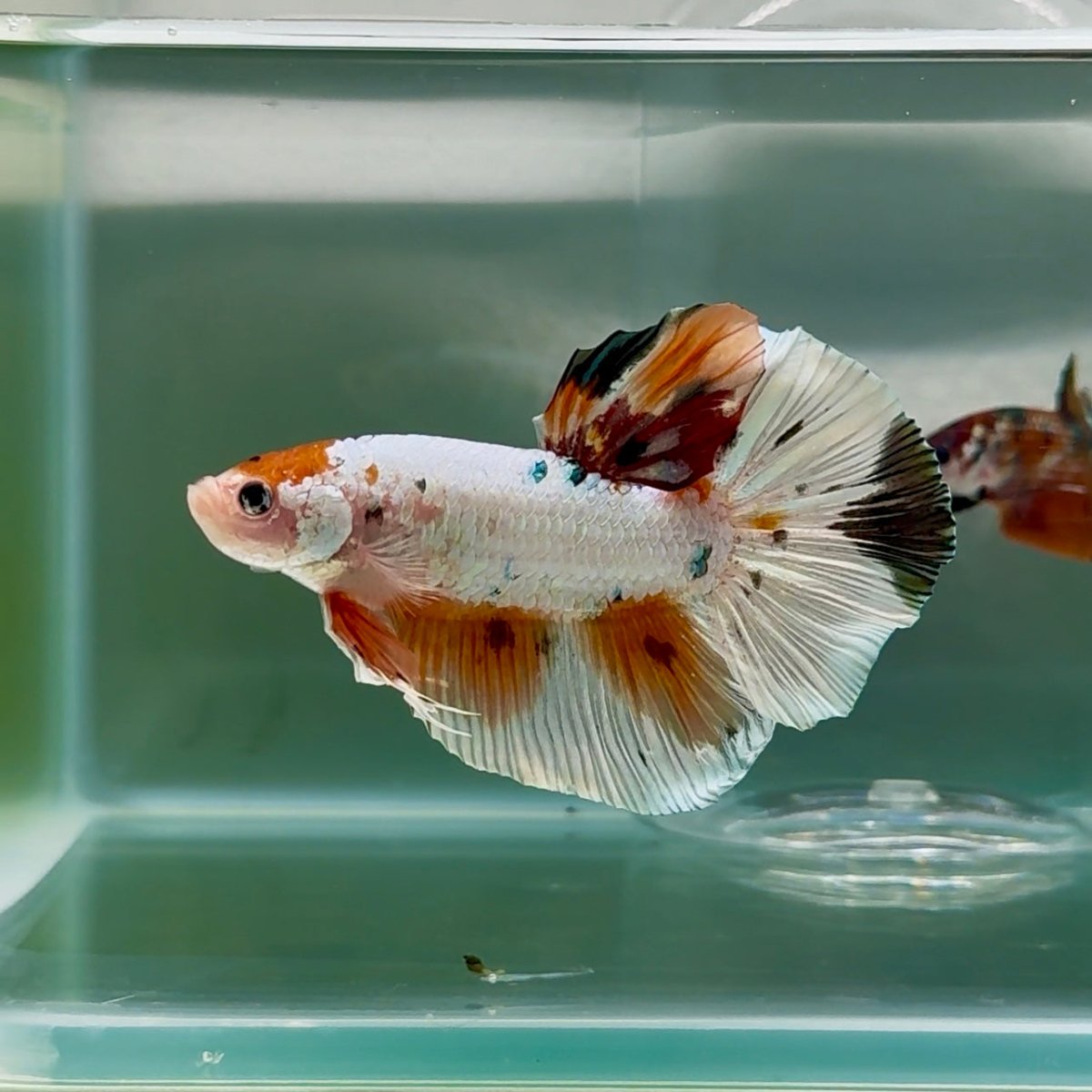 Plakat White Koi Multicolor Male Betta Giant #Au01