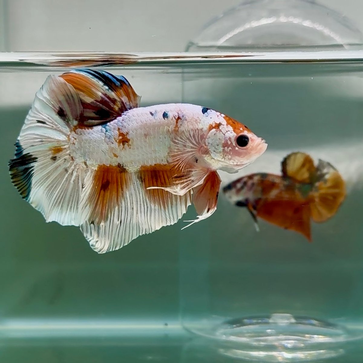 Plakat White Koi Multicolor Male Betta Giant #Au01