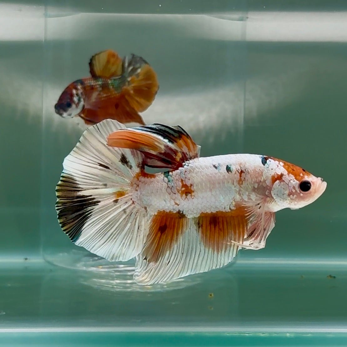 Plakat White Koi Multicolor Male Betta Giant #Au01
