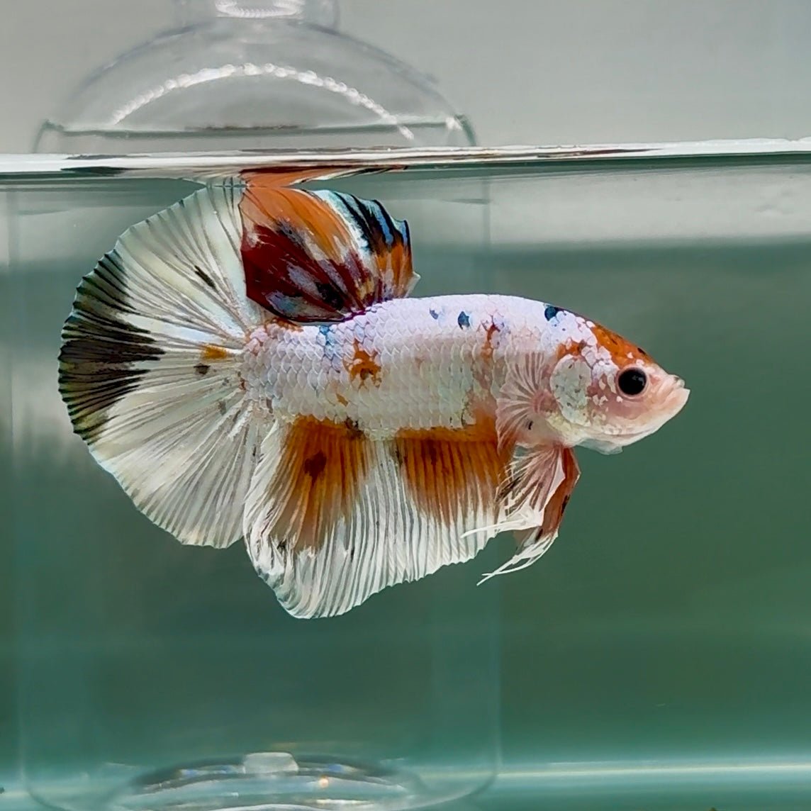 Plakat White Koi Multicolor Male Betta Giant #Au01