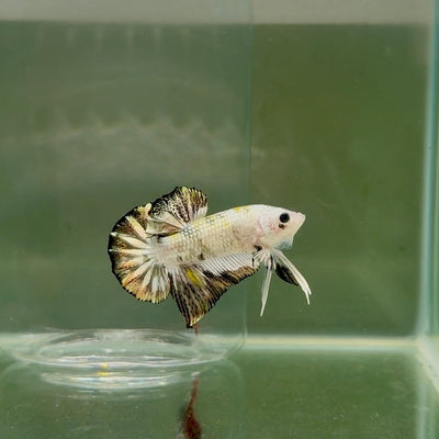 Plakat White Rim Metallic Male Betta D38