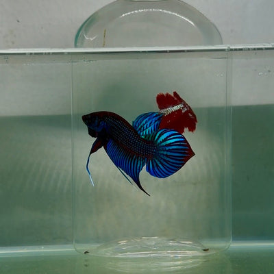 Plakat Wild Blue Imbellis Male Betta N117
