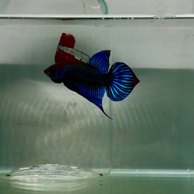 Plakat Wild Blue Imbellis Male Betta N117