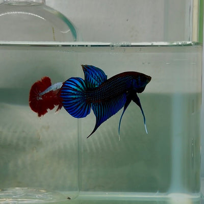Plakat Wild Blue Imbellis Male Betta N117