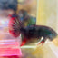 Plakat Wild Imbellis Male Betta J59