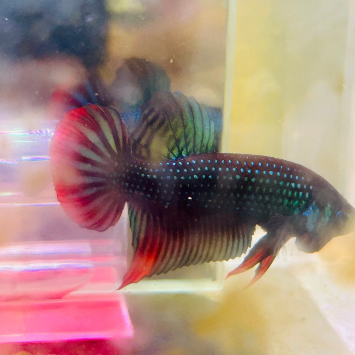 Plakat Wild Imbellis Male Betta #M19