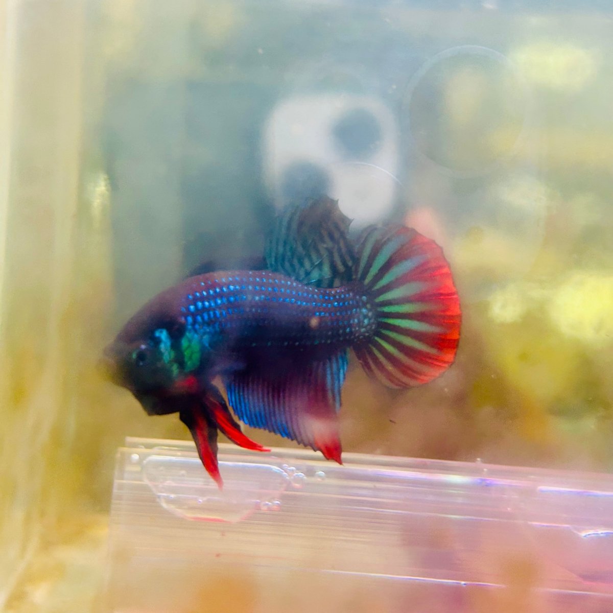 Plakat Wild Imbellis Male Betta #M19