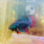 Plakat Wild Imbellis Male Betta J59