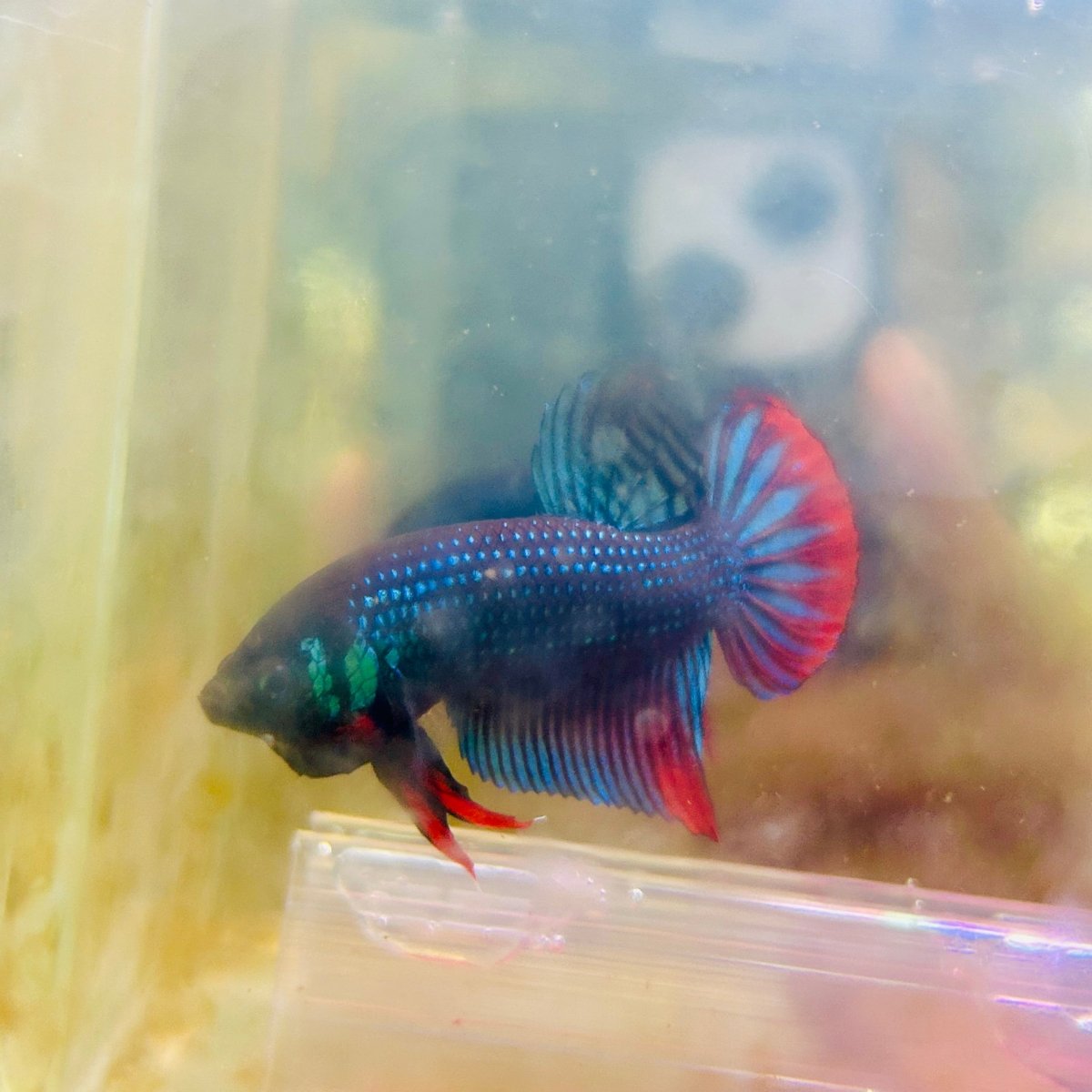 Plakat Wild Imbellis Male Betta #M19
