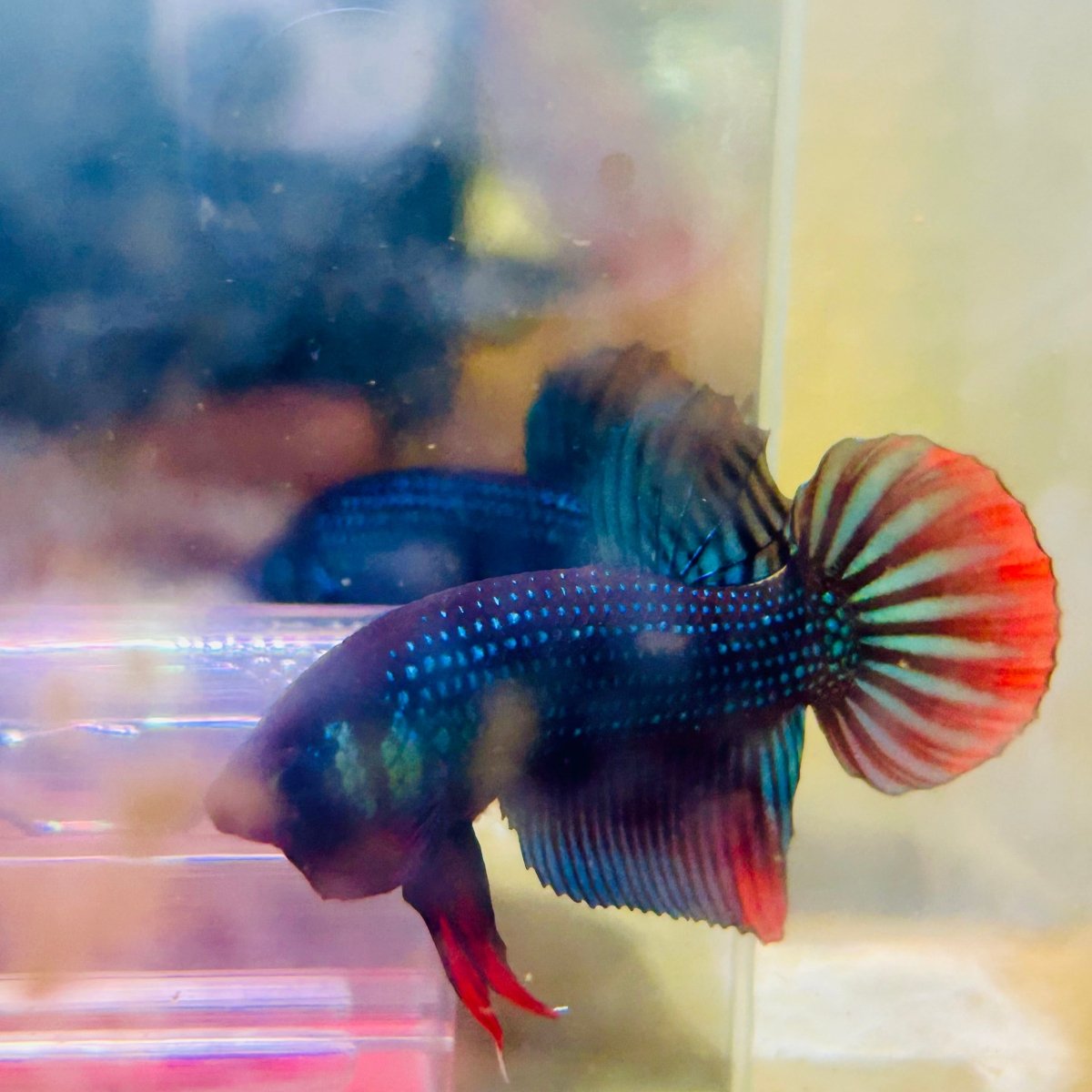 Plakat Wild Imbellis Male Betta #M19