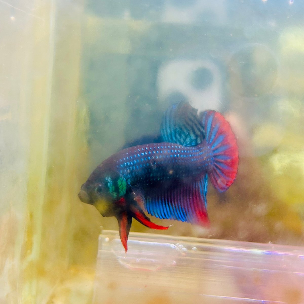 Plakat Wild Imbellis Male Betta #M19