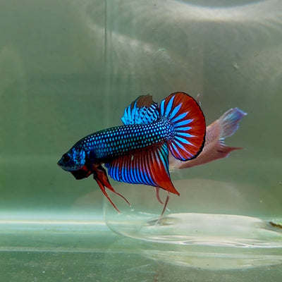 Plakat Wild Imbellis Male Betta M109