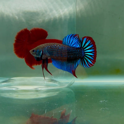 Plakat Wild Imbellis Male Betta M112