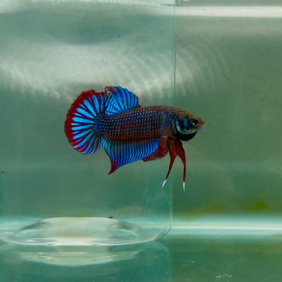 Plakat Wild Imbellis Male Betta M112