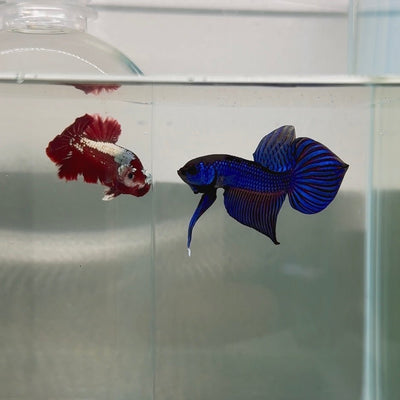 Plakat Wild Mahachai Male Betta N116