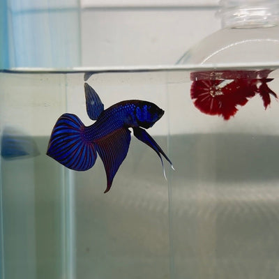 Plakat Wild Mahachai Male Betta N116