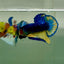 Plakat Yellow Blue Hellboy Male Betta Jul38 Live Betta Fish Male betta