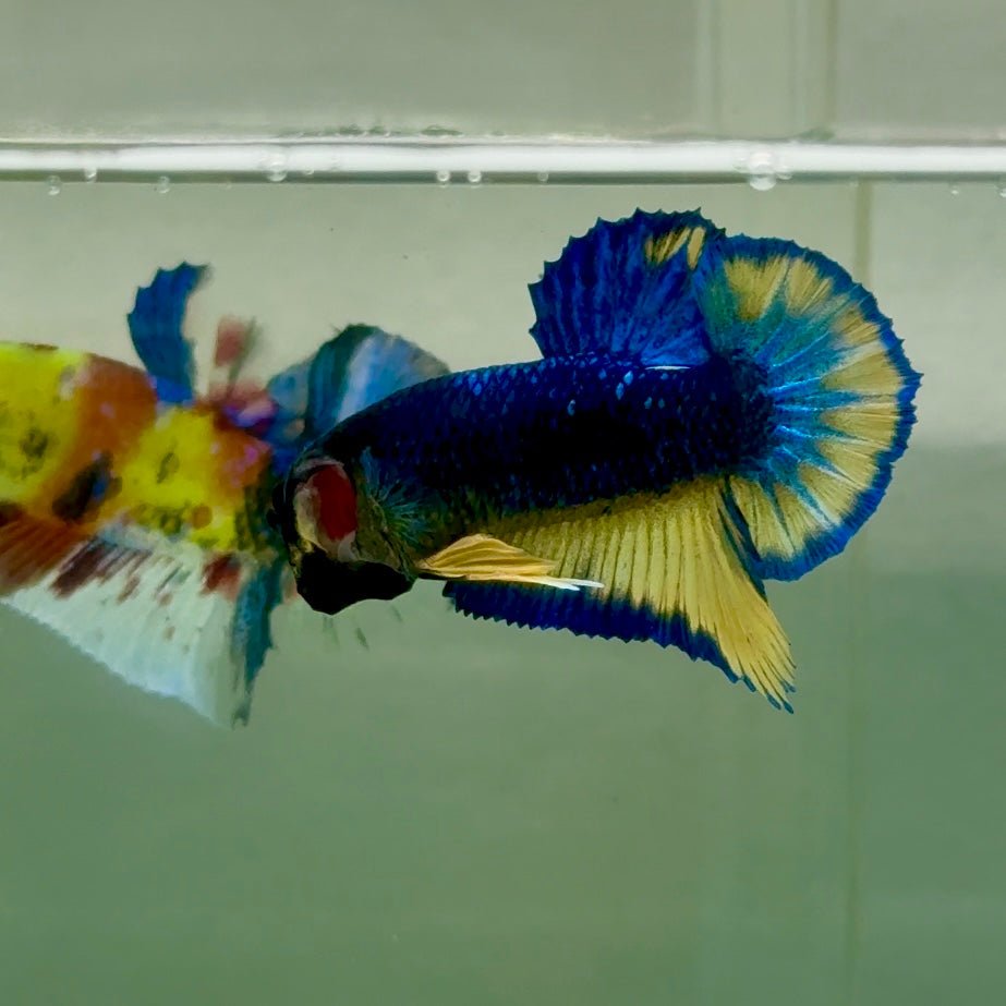Plakat Yellow Blue Hellboy Male Betta Jul38 Live Betta Fish Male betta