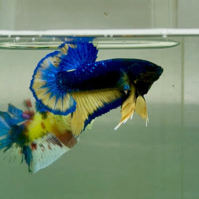 Plakat Yellow Blue Hellboy Male Betta Jul38 Live Betta Fish Male betta