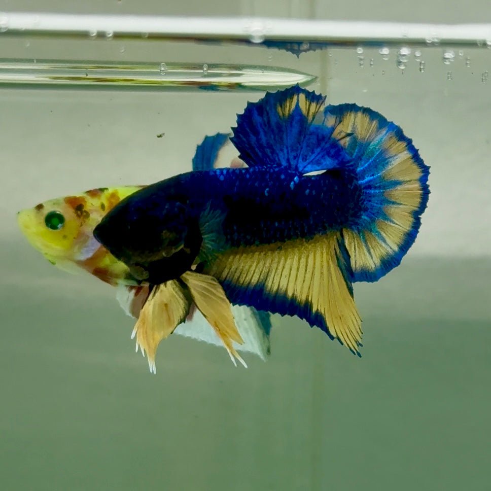 Plakat Yellow Blue Hellboy Male Betta Jul38 Live Betta Fish Male betta