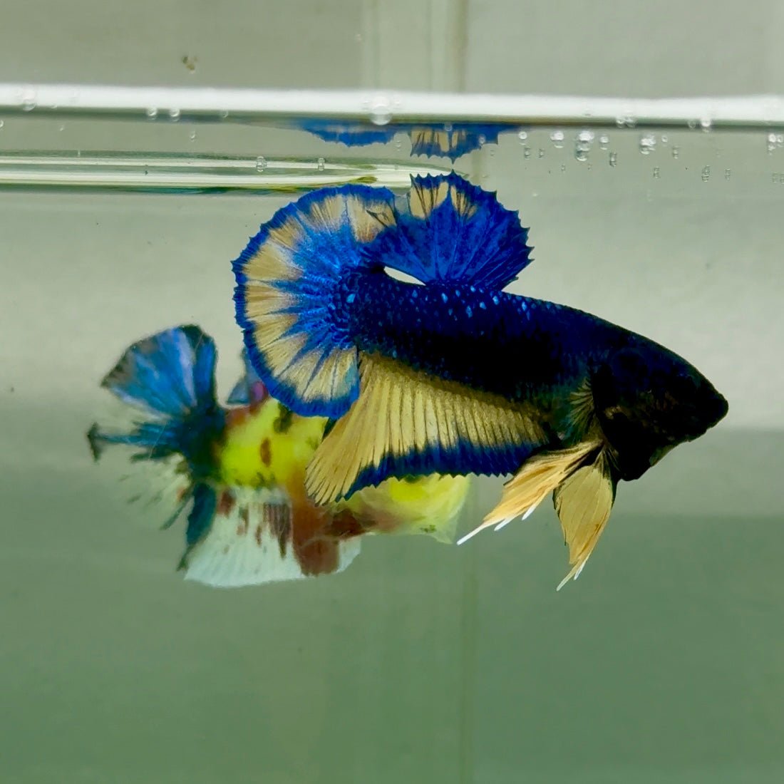 Plakat Yellow Blue Hellboy Male Betta Jul38 Live Betta Fish Male betta