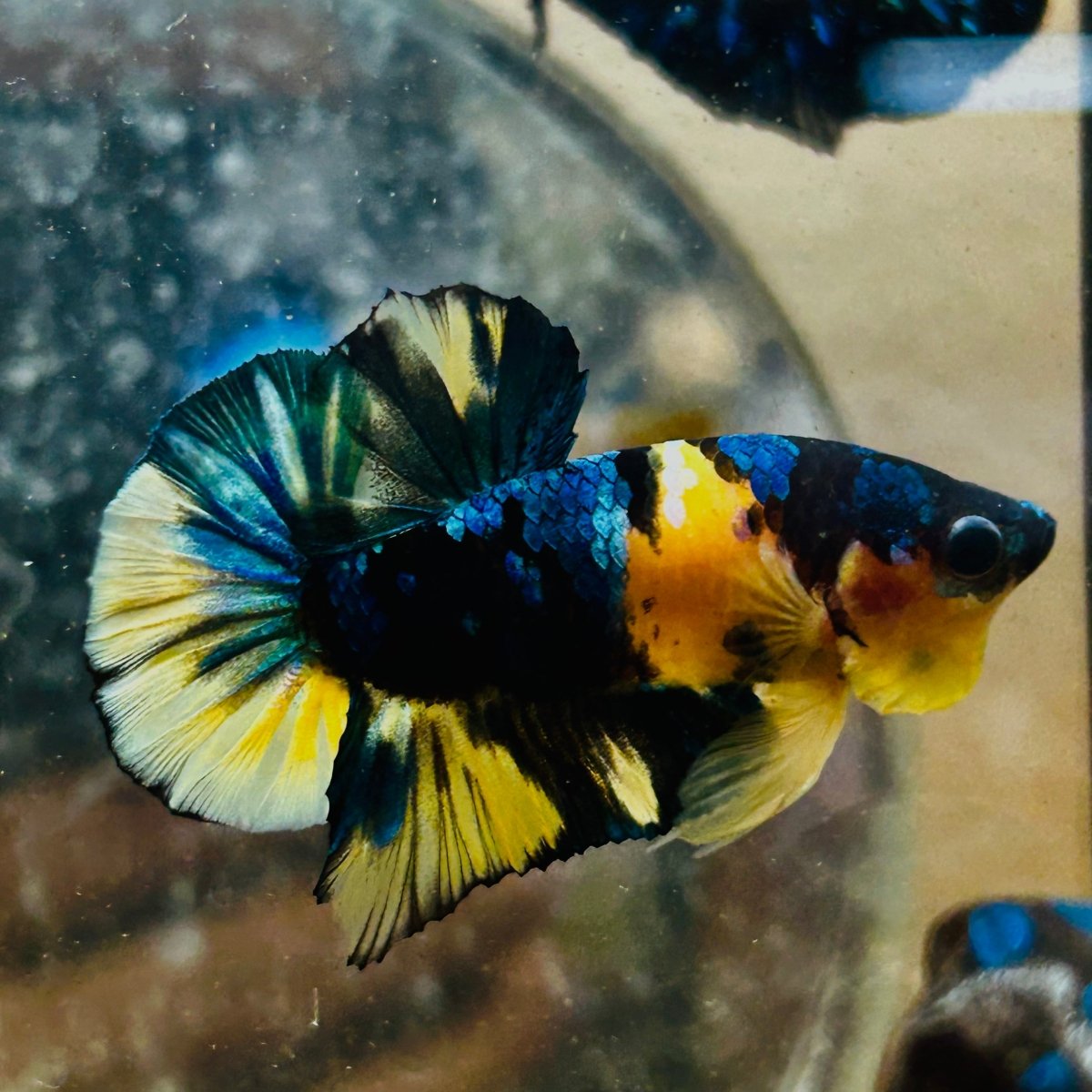 Plakat Yellow Candy Koi Male Betta #M11