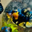 Plakat Yellow Candy Koi Male Betta M11 Male betta