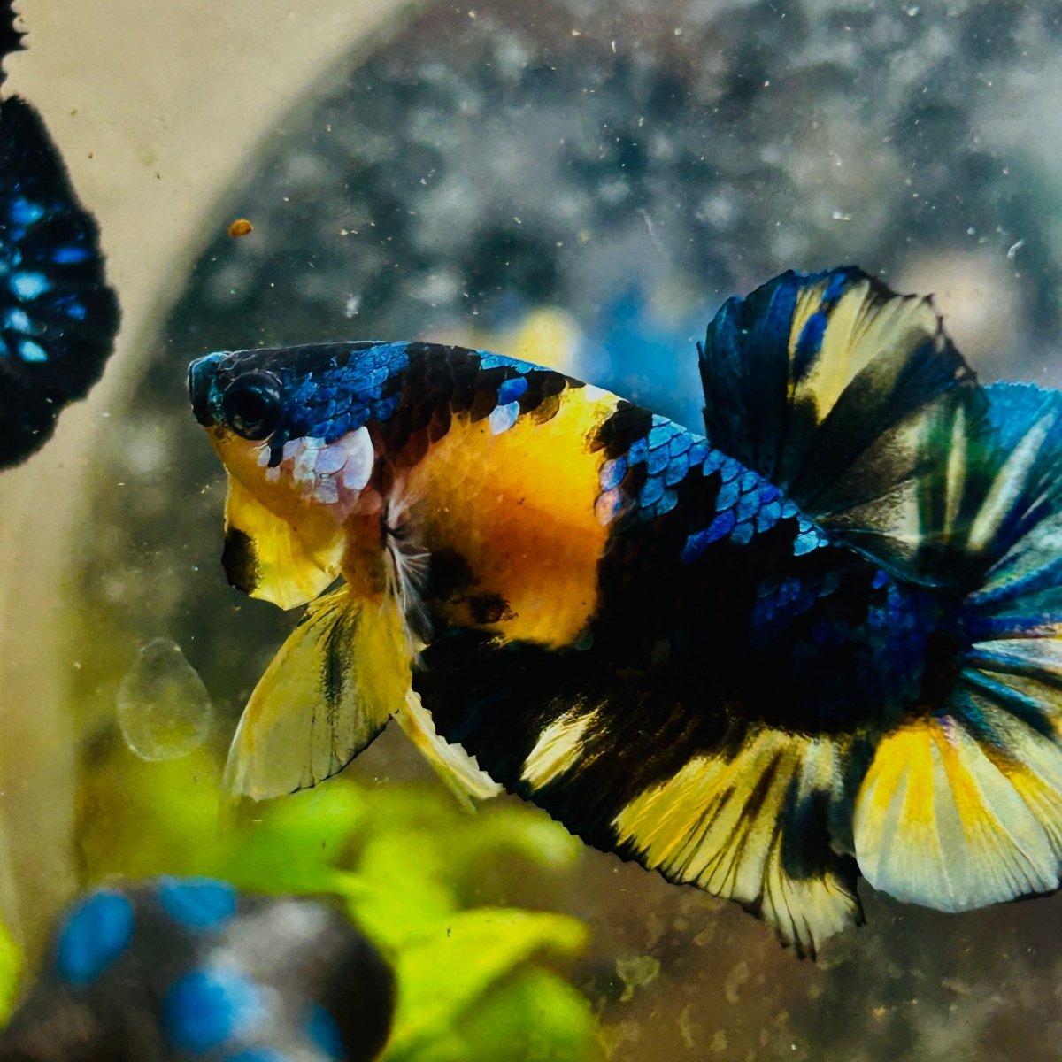 Plakat Yellow Candy Koi Male Betta #M11