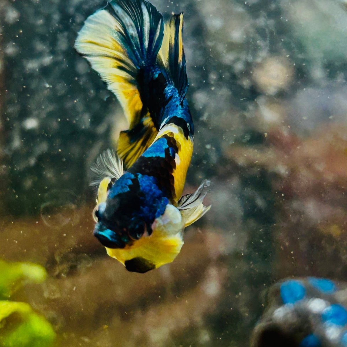 Plakat Yellow Candy Koi Male Betta #M11